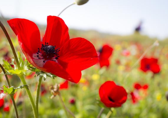 poppy anemone