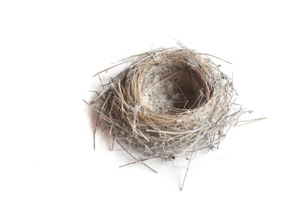 Photograph of empty bird's nest.