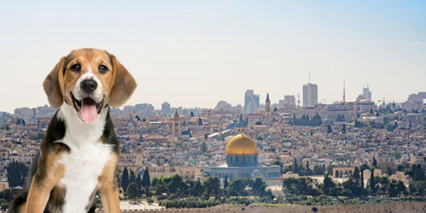 Dogs and Chickens in Jerusalem: From Qumran to Rabbinic Halakhah