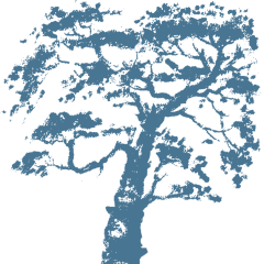 Illustration of tree